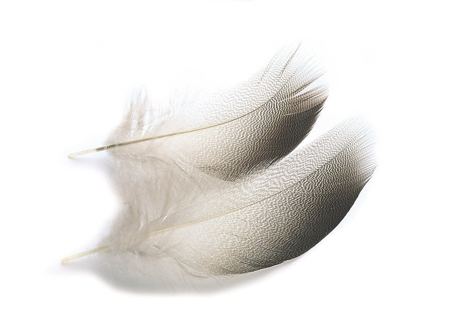 Bronze Mallard Feathers | FINESSE FLY TYING | FAST SHIPPING