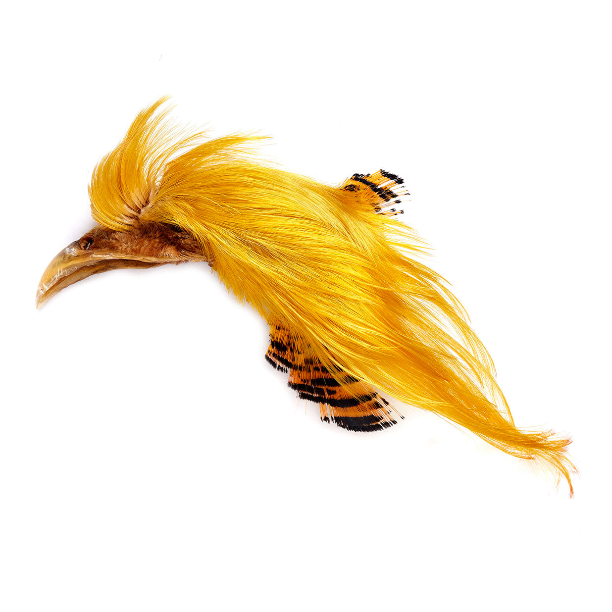 thumbnail image 2 of Tigofly 50pcs Natural Golden Color Pheasant Crest Feathers – Fly Tying Material For Fresh/Saltwater 2 of 6