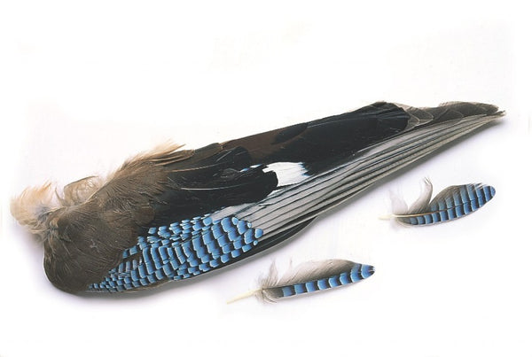 Veniard whole Natural Jay wings