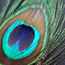 Turrall Peacock Moon