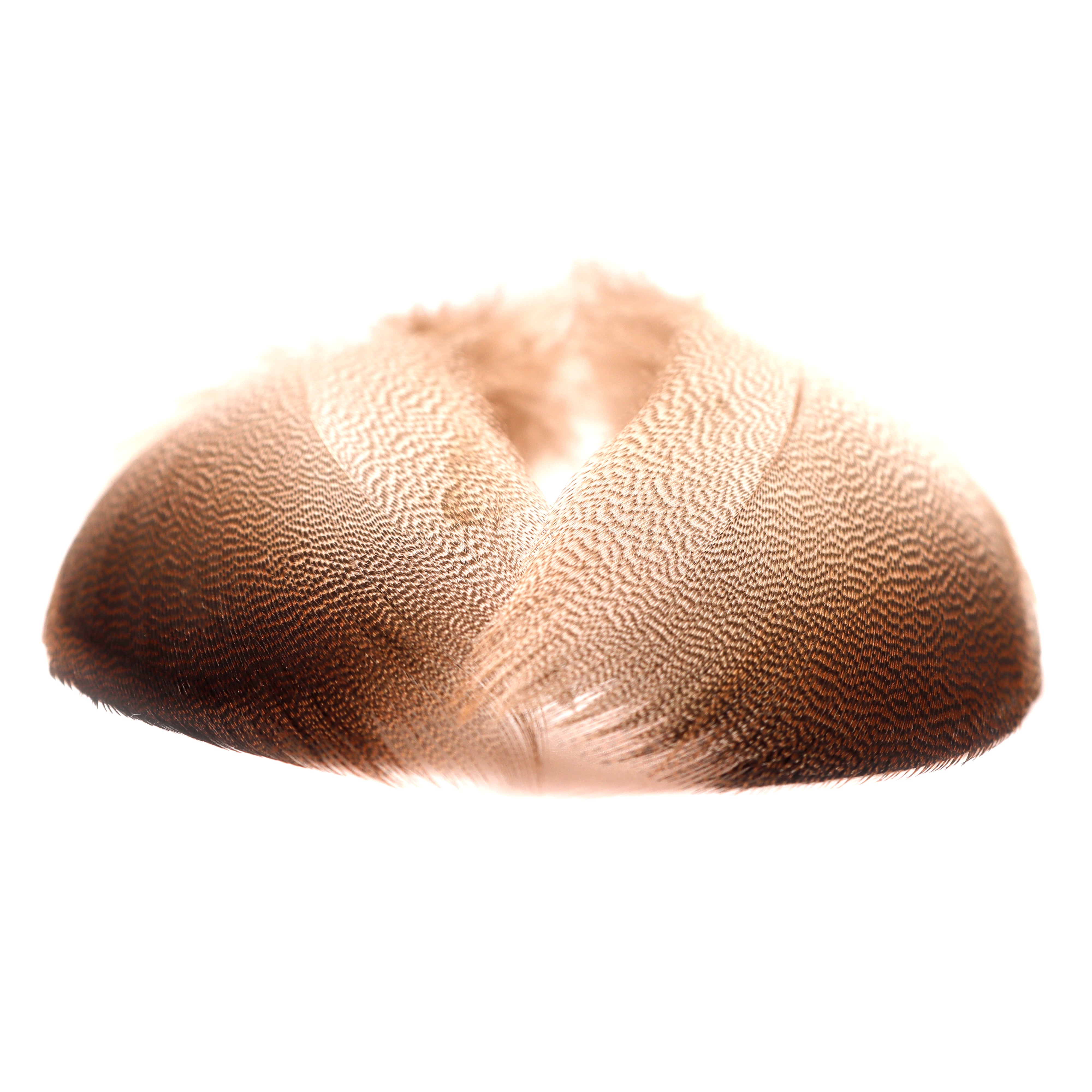 Bronze Mallard Feathers | FINESSE FLY TYING | FAST SHIPPING