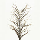 Semperfli Knotted Cranefly Legs