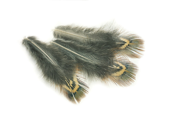 Veniard Pheasant Cock ringneck Short green back Natural