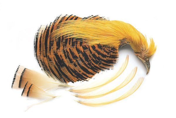 Veniard Golden Pheasant No 1 complete head Natural