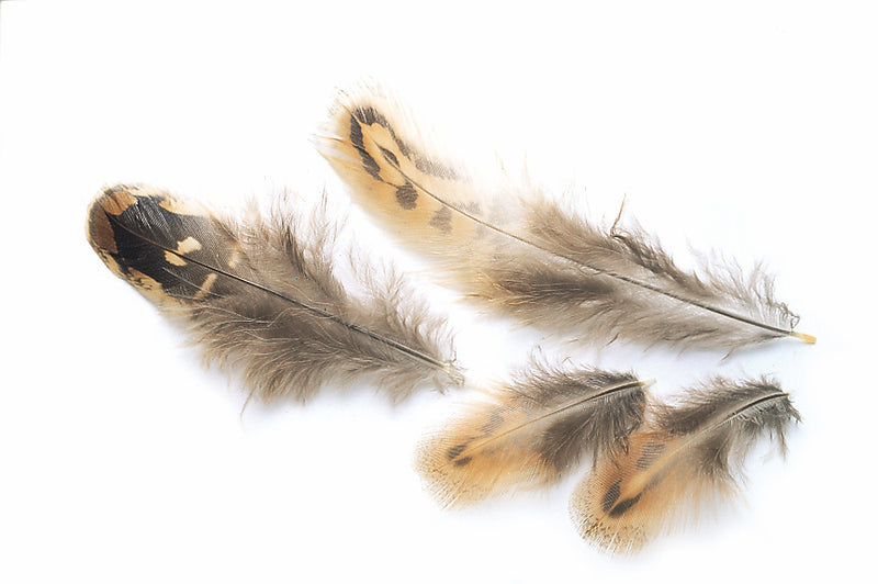 Veniard Pheasant Hen Ringneck Shoulder feathers Natural