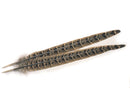 Veniard Pheasant Hen Ringneck Centre Tails Natural