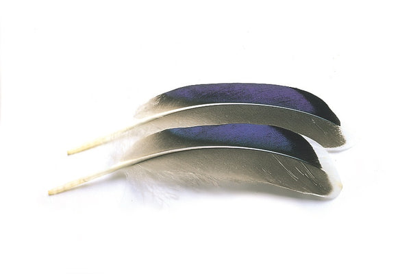 Veniard Mallard Duck wing quills