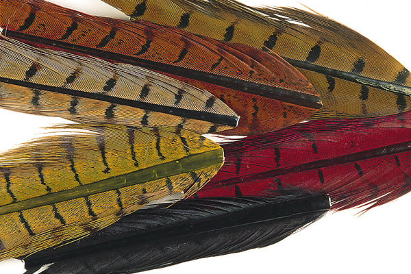 Pheasant Feather – Carl & Priscilla