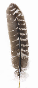 Veniard Turkey natural Barred Wing Quills Natural