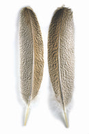 Veniard Turkey Oak mottled Wing Quill