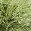 Semperfli SemperSeal Subs Dubbing