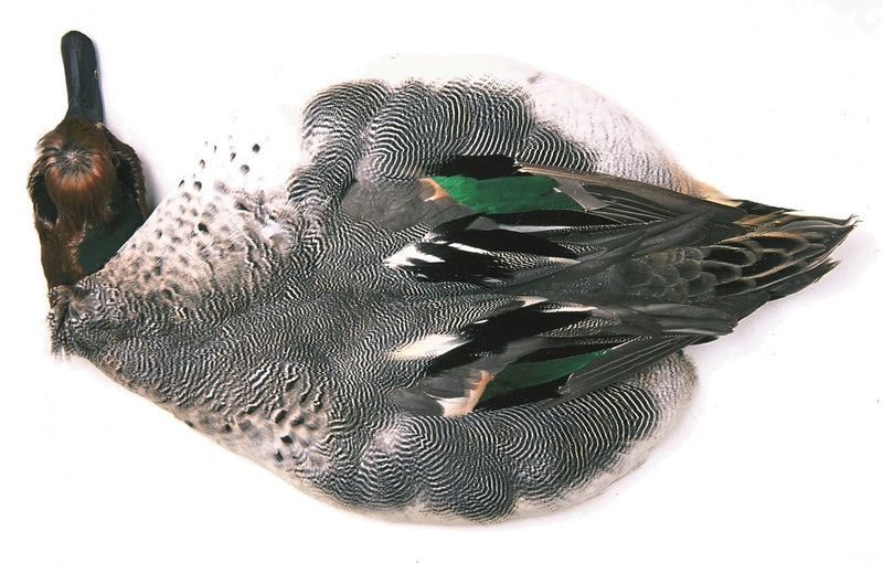 Veniard Teal Duck Complete Skin - Natural