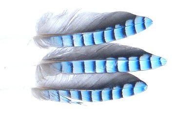 Veniard Jay wing hackles per 10 - Natural FOR FLY TYING
