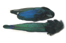 Veniard Magpie whole wings FOR FLY TYING