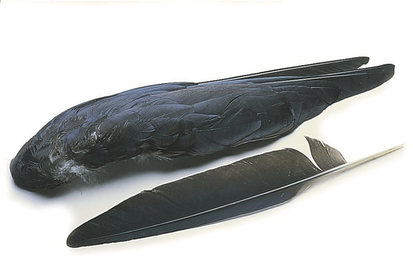 Veniard Crow whole wings Natural