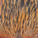 Veniard Indian Hen Capes