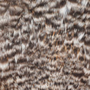 Veniard Indian Hen Capes