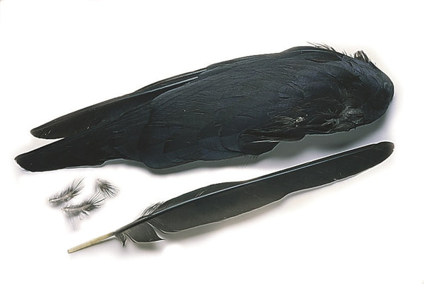 Veniard Jackdaw whole wings Natural