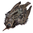 Finesse Fly Tying Whole Starling Skin FOR FLY TYING