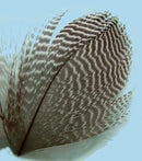 turrall teal flank fly tying feathers