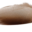 Bronze mallard feathers for fly tying side view