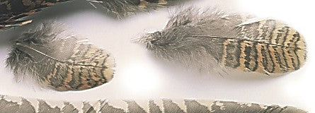 Veniard Woodcock Body plumage Natural